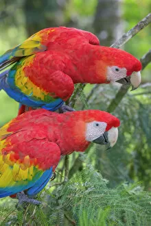 Psittacoidea Gallery: Scarlet macaws (Ara macao) La Selva, Costa Rica
