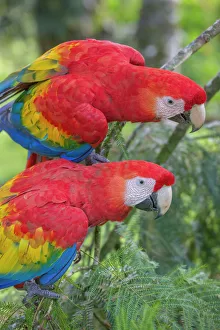 Arini Gallery: Scarlet macaws (Ara macao) La Selva, Costa Rica