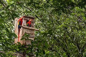 Arini Prints: Scarlet macaws (Ara macao) pair