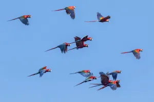 Ara Macao Prints: Scarlet macaws (Ara macao) and Red and green macaws (Ara chloroptera) flying over