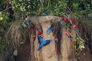 Arini Gallery: Scarlet macaws (Ara macao) on salt lick, Tambopata, Madre de Dios, Peru