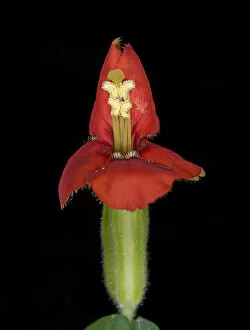 Anthers Gallery: Scarlet monkey flower (Mimulus cardinalis)