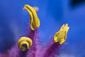 Primulaceae Prints: Scarlet Pimpernel (Anagallis foemina) blue form close-up of stamens, in a garden