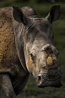 Scarred face of a white rhinoceros (Ceratotherum simum) that survived an attack by