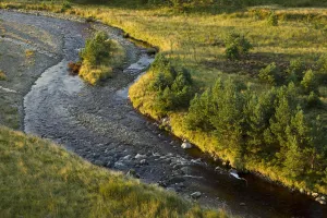High Angle Shot Prints: Scattered Scots pine trees (Pinus sylvestris) beside the Dorback Burn, Dorback Estate