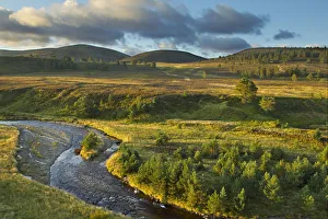 High Angle Shot Prints: Scattered Scots pine trees (Pinus sylvestris) beside the Dorback Burn, Dorback Estate