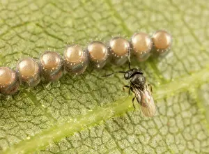 Parasite Prints: Scelionid wasp (Scelionidae) female