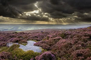 Images Dated 13th September 2011: Scenic view of moorland habitat showing flowering heather (Ericaceae sp) in foreground