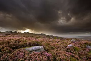 Images Dated 13th September 2011: Scenic view of moorland habitat showing flowering heather (Ericaceae sp) in foreground