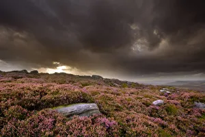 High Angle Shot Prints: Scenic view of moorland habitat showing flowering heather (Ericaceae sp) in foreground