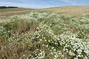 Asterales Prints: Scentless mayweed (Tripleurospermum inodorum) in flower among organic wheat crop