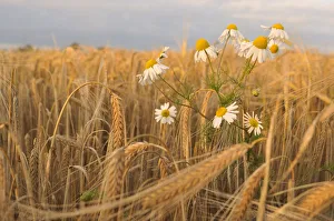 Scentless Mayweed (Tripleurospermum inodorum) in a ripe barley field. Perthshire
