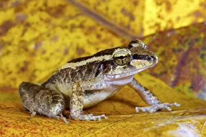 New Guinea Gallery: Schmidts wrinkled ground frog (Cornufer schmidti / Platymantis schmidti)