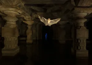 Karnataka Prints: Schneiders leaf-nosed bats (Hipposideros sperosis) in half submerged old temple