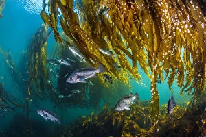 Images Dated 15th December 2020: School of black rockfish (Sebastes melanops) shelter in a Bull kelp forest