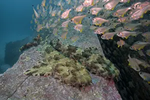 School Prints: School of Black-tipped bullseyes (Pempheris affinis) swimming over a pair of Ornate wobbegongs ((Orectolobus ornatus)