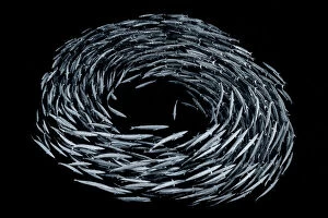 Fish Gallery: School of Blackfin barracuda (Sphyraena qenie) forming circle in open water off the wall
