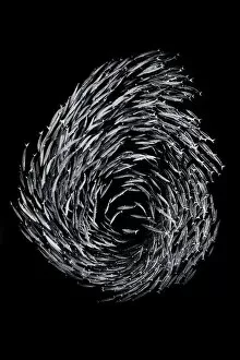 A school of Blackfin barracuda (Sphyraena qenie) forming the number 6 as they circle in