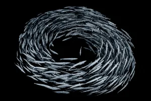 School of Blackfin barracuda (Sphyraena qenie) forming circle in open water off the wall