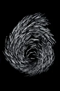 A school of Blackfin barracuda (Sphyraena qenie) forming the number 6 as they circle in