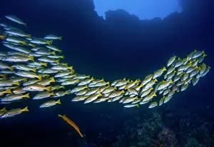 School Prints: School of Blue and gold snappers (Lutjanus viridis) and a solitary Chinese trumpetfish (Aulostomus chinensis)