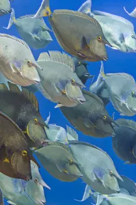 Acanthuridae Prints: School of Bluespine unicornfish (Naso unicornis) gathered during the summer breeding season