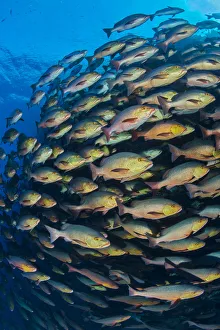 Snapper Prints: School of Bohar snapper (Lutjanus bohar) swimming in formation along a coral reef