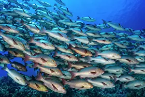 Snapper Prints: School of Bohar snappers (Lutjanus bohar) swiming over a coral reef