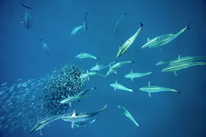 School of Bonito fish (Sarda sarda) attacking a school of Spanish sardines (Sardinella aurita)