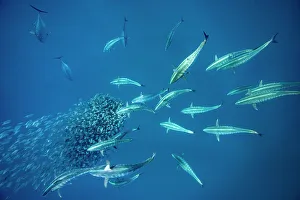 School of Bonito fish (Sarda sarda) attacking a school of Spanish sardines (Sardinella aurita) formed into a tight baitball, Isla Mujeres, Mexico, Gulf of Mexico