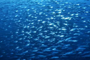 2019 March Highlights Collection: School of Bonito (Sarda orientalis) in open water. Darwin Island, Galapagos National Park