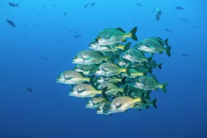 Close Prints: School of Burrito grunts (Anisotremus interruptus) huddling together in tight ball