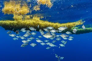 Tetraodontiformes Prints: A school of filefifsh take shelter and feed on invertebrates (bottom of frame