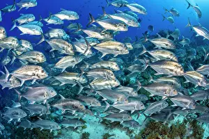 Carangidae Prints: School of Giant trevally (Caranx ignobilis) swimming over a coral reef