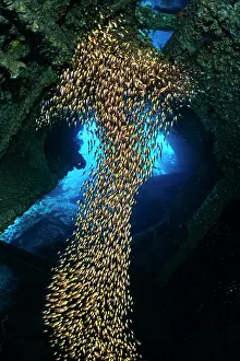 Shape Prints: School of Golden sweepers (Parapriacanthus ransonneti) forming an arrow shape inside the wreck of the Dunraven