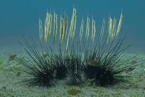 School Prints: School of Hinged shrimpfish (Aeoliscus strigatus)