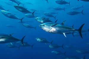 Large Group Gallery: School of large Atlantic bluefin tuna (Thunnus thynnus) captive in growing pen