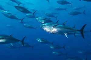 Purpose Prints: School of large Atlantic bluefin tuna (Thunnus thynnus) captive in growing pen