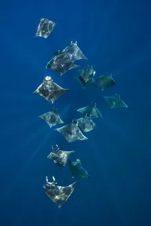 A school of lesser devil rays (Mobula hypostoma) flying through sunbeams as they feed