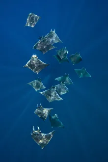 Quintana Roo Prints: A school of lesser devil rays (Mobula hypostoma) flying through sunbeams as they feed