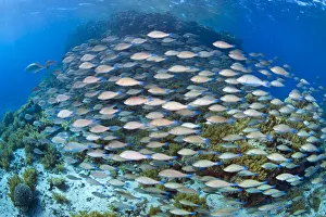 Scaridae Prints: School of Longnose parrotfish (Hipposcarus harid) swarming over reef