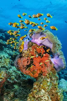 Anenome Fish Gallery: School of Maldives anemonefish (Amphiprion nigripes) congregating around a Magnificent sea anemone