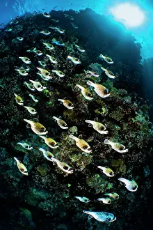 Journey Prints: School of Masked pufferfish (Arothron diadematus) migrating along the reef to their spawning grounds