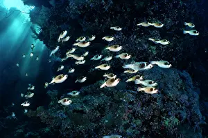 Journey Prints: School of Masked pufferfish (Arothron diadematus) migrating along the reef to their spawning grounds