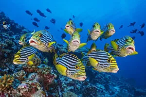 Alex Mustard 2021 Update Collection: School of Oriental sweetlips (Plectorhinchus vittatus) gather tightly together as they