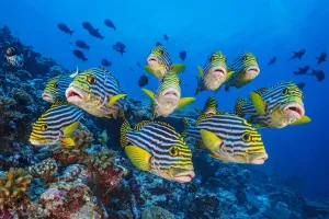 Maldive Islands Prints: School of Oriental sweetlips (Plectorhinchus vittatus) gather tightly together as they