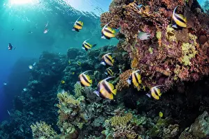Sharm El Sheikh Prints: School of Red Sea bannerfish (Heniochus intermedius) swimming over a coral reef
