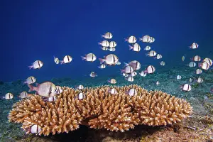 School Prints: School of Reticulated dascyllus (Dascyllus reticulatus)
