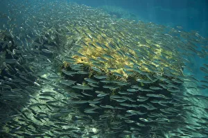 School of Scaled herring or Scaled sardine (Harengula clupeola), entering from