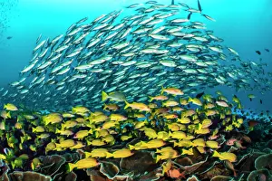 Snapper Prints: School of Scissortail fusilier (Caesio caerulaurea) swimming over Five-lined snappers (Lutjanus quinquelineatus)